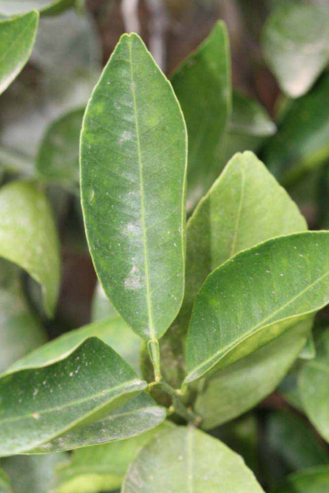            Unifoliolate leaf of  Citrus nobilis        (King, Riverside,   CA)   